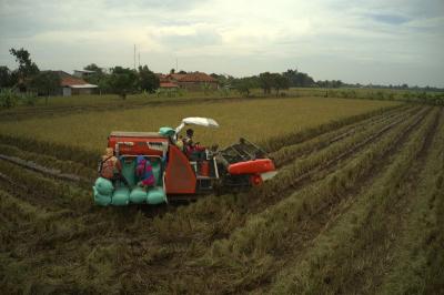Indramayu Raih Panen Raya: Petani Untung Besar!
