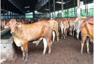  7 Negara Raja Sapi Dunia, RI Nomor...?