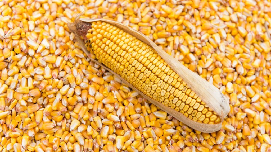 Produksi Jagung RI Meledak, Impor Dihentikan, Ekspor Jalan Terus!