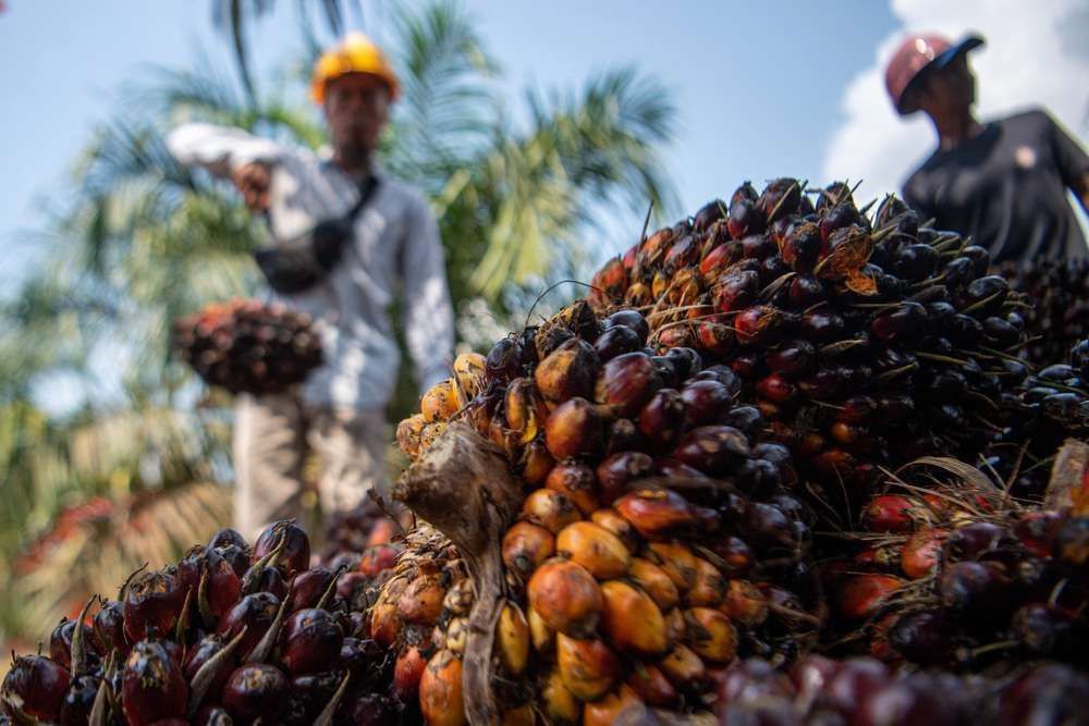 Harga Sawit di Jambi Anjlok ke Rp 3.223 per Kg, Petani Waspada!