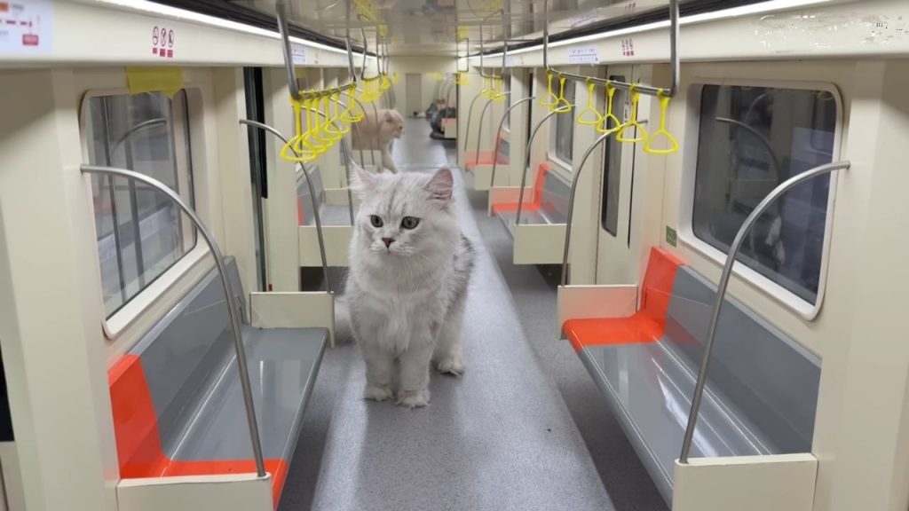 YouTuber di China Bikin Stasiun Bawah Tanah Khusus Kucing, Dibangun Hanya dalam Waktu 4 Bulan
