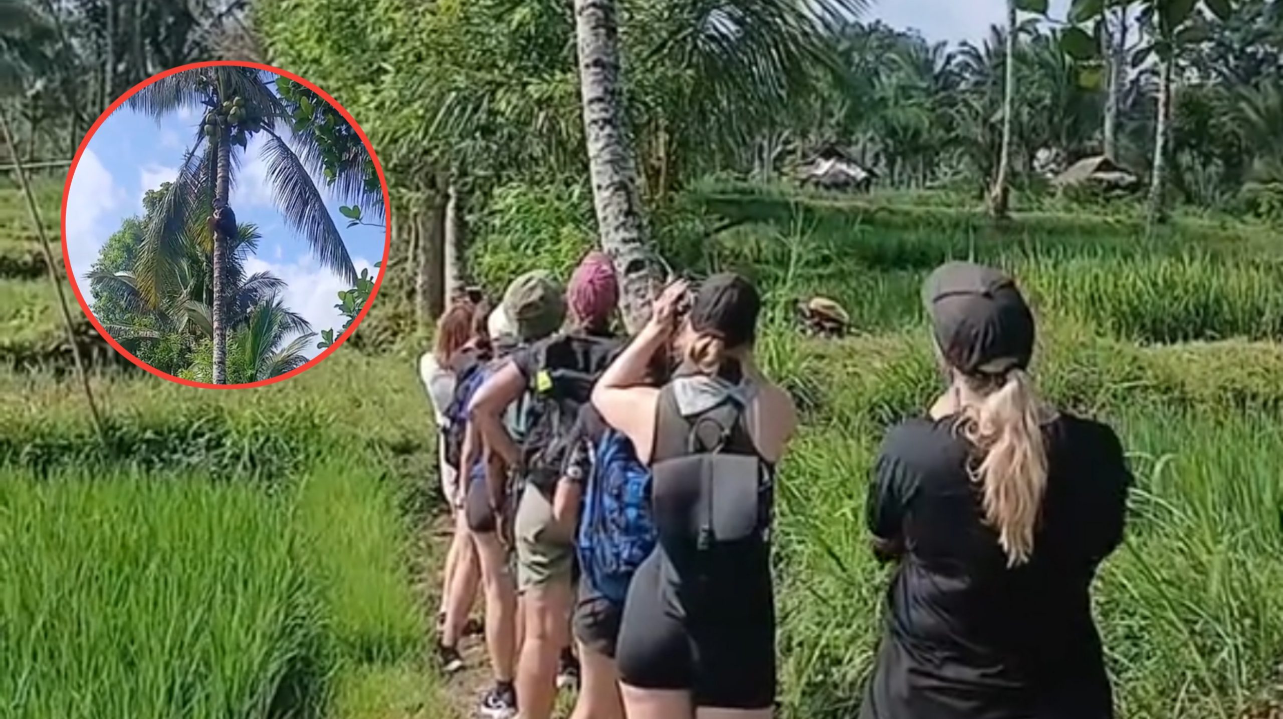 Momen Turis Asal Belgia Kagum Lihat Cowok Ini Dengan Mudah Naik Pohon Kelapa (TikTok/@sap_wandy)