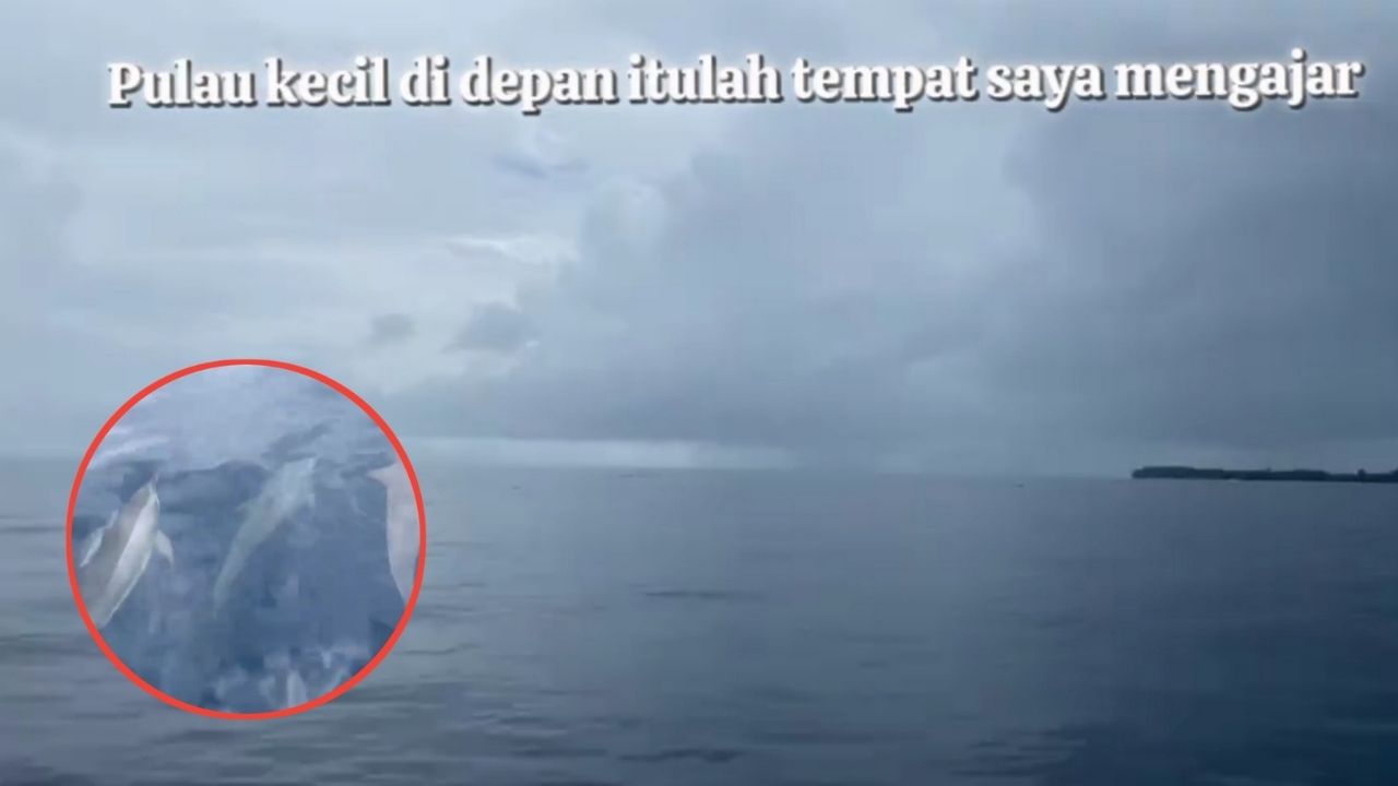 Guru yang Hendak Mengajar Disambut Rombongan Lumba-Lumba di Perjalanan ke Pulau Guru (TikTok/@yasinta.situmoran1)