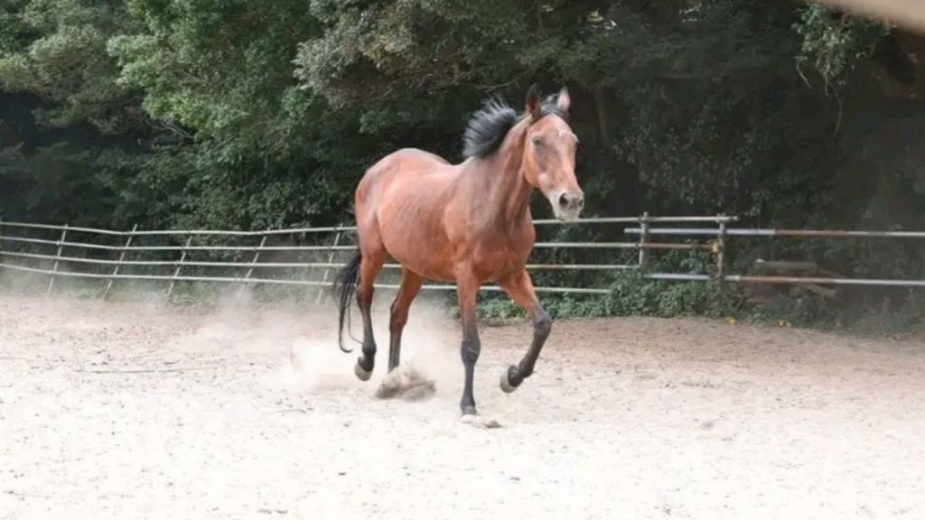 Haru Urara Tutup Usia, Dunia Balap Kuda dan Komunitas “Umamusume” Berduka