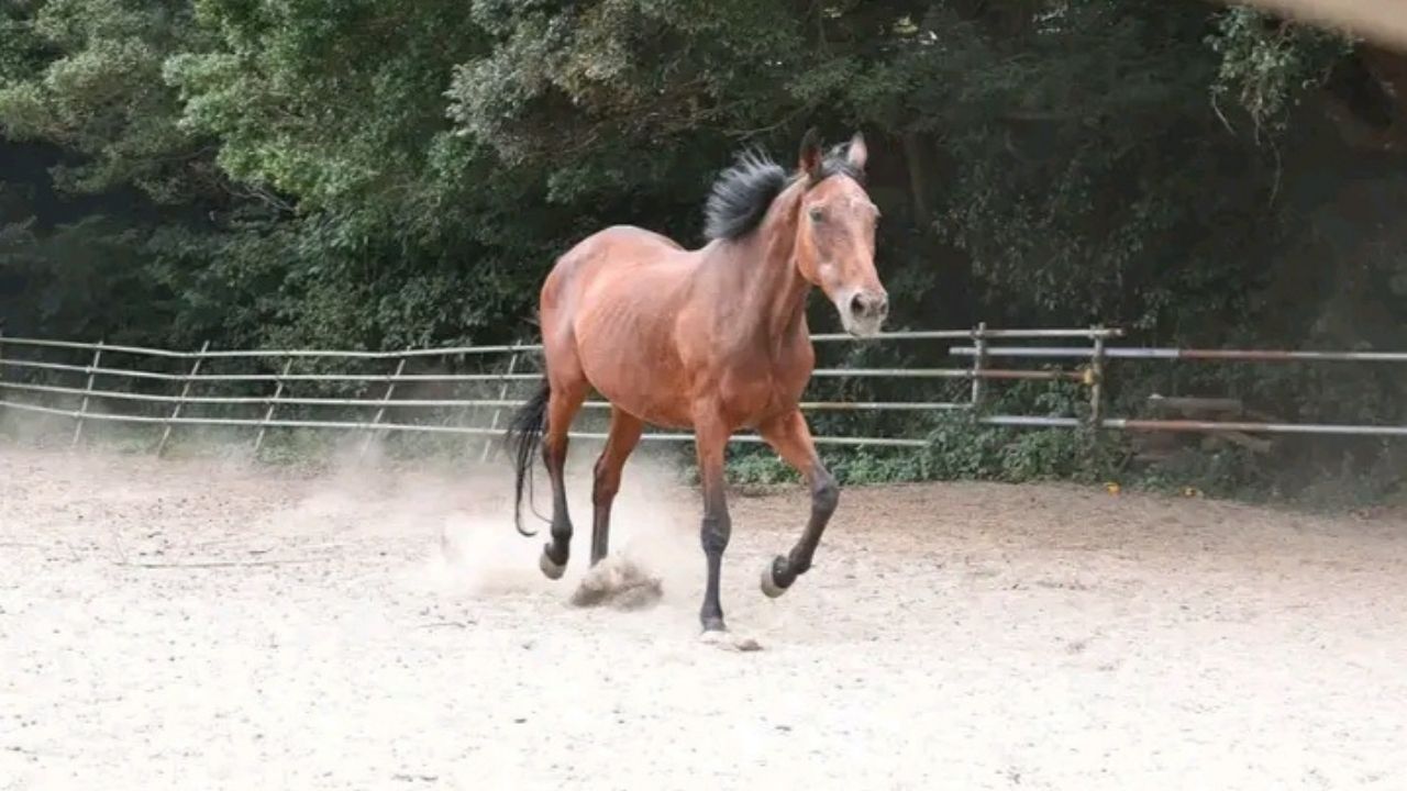 Haru Urara Tutup Usia, Dunia Balap Kuda dan Komunitas “Umamusume” Berduka