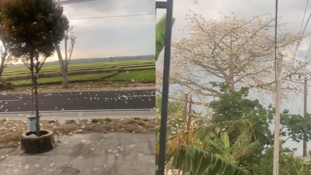 Fenomena Langka Hujan Kapas dari Pohon Randu Bikin Takjub Warga Ngawi (TikTok/@censte.barber)