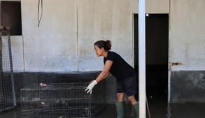 FOTO: Memulihkan Shelter Anjing di Denpasar yang Diterjang Banjir