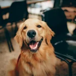 Ras Anjing yang Ramah Tapi Tidak Cocok Jadi Penjaga Rumah