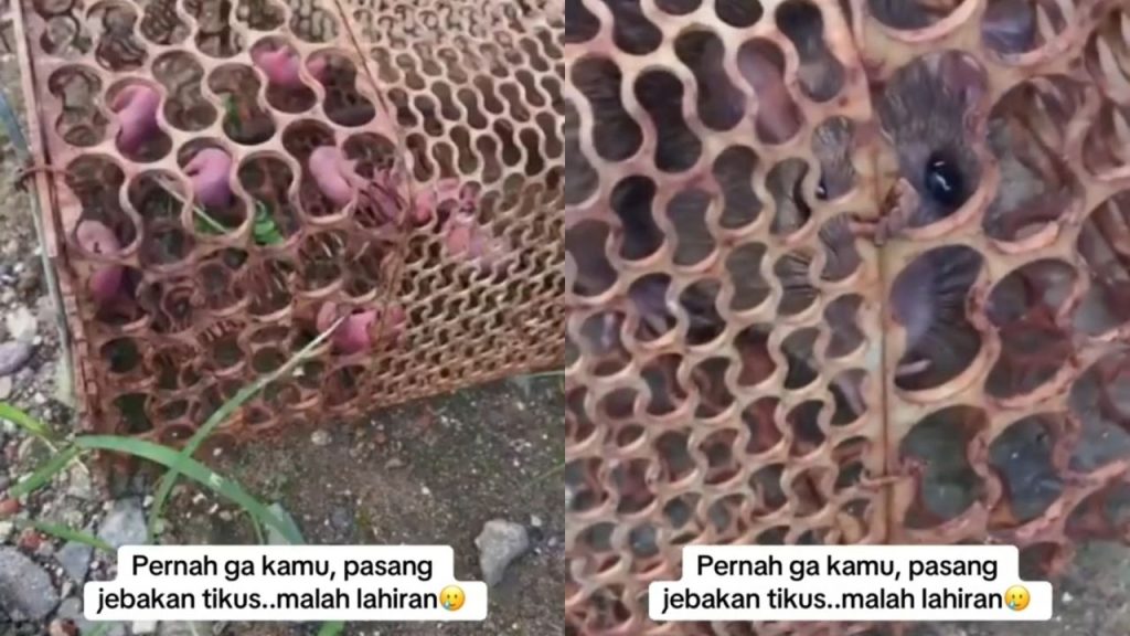 Pasang Jebakan Tikus, Cewek Ini Kaget Karena Tikus yang Tertangkap Malah Melahirkan (TikTok/@cicimichie)