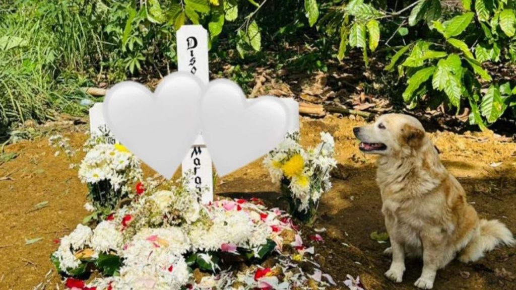 Setia Hingga Akhir, Anjing Ini Tak Bisa Menahan Kesedihan Saat Majikannya Meninggal Dunia (TikTok/@brownisdanboscharoundus)